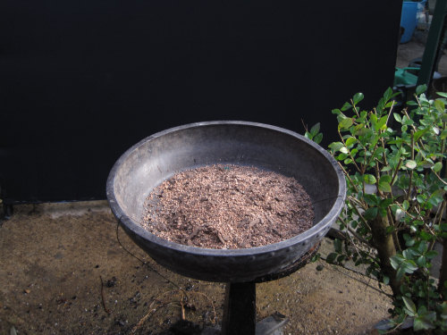 Privet Multi Trunk Bonsai